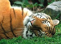 TopRq.com search results: big cat
