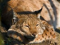 Fauna & Flora: big cat