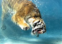 Fauna & Flora: big cat