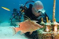 TopRq.com search results: Coral reefs, Key Largo, Florida, United States