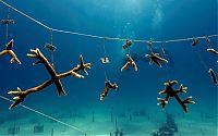 Fauna & Flora: Coral reefs, Key Largo, Florida, United States