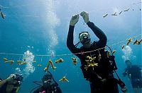 TopRq.com search results: Coral reefs, Key Largo, Florida, United States