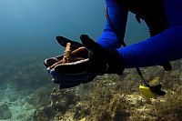 Fauna & Flora: Coral reefs, Key Largo, Florida, United States