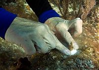 Fauna & Flora: Coral reefs, Key Largo, Florida, United States