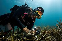 TopRq.com search results: Coral reefs, Key Largo, Florida, United States