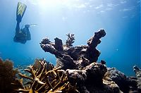 Fauna & Flora: Coral reefs, Key Largo, Florida, United States