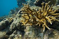 Fauna & Flora: Coral reefs, Key Largo, Florida, United States