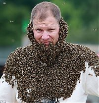 Fauna & Flora: Bee beard competition, Ontario, Canada
