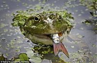 TopRq.com search results: frog eats a fish