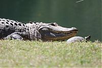 Fauna & Flora: turtle and crocodile friends