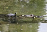 Fauna & Flora: turtle and crocodile friends
