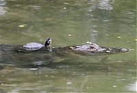 Fauna & Flora: turtle and crocodile friends