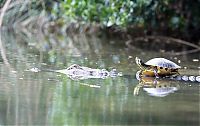 Fauna & Flora: turtle and crocodile friends