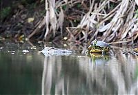 Fauna & Flora: turtle and crocodile friends