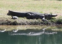 Fauna & Flora: turtle and crocodile friends