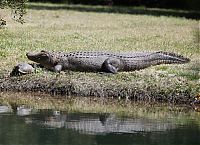 Fauna & Flora: turtle and crocodile friends