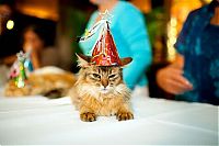 Fauna & Flora: cat fashion show