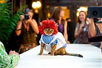 Fauna & Flora: cat fashion show