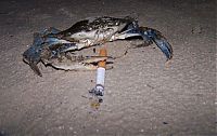 TopRq.com search results: crabs smoking cigarettes