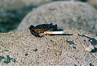 Fauna & Flora: crabs smoking cigarettes