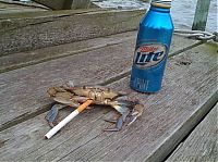 Fauna & Flora: crabs smoking cigarettes