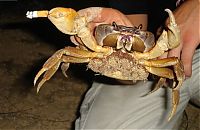 Fauna & Flora: crabs smoking cigarettes