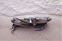 Fauna & Flora: crabs smoking cigarettes