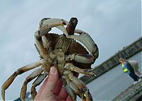 Fauna & Flora: crabs smoking cigarettes