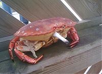 Fauna & Flora: crabs smoking cigarettes