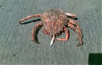 Fauna & Flora: crabs smoking cigarettes