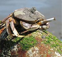 Fauna & Flora: crabs smoking cigarettes