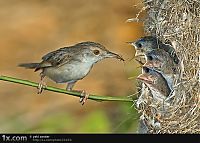 Fauna & Flora: bird photography