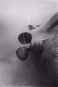 Fauna & Flora: black and white underwater animals photography