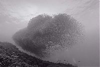 Fauna & Flora: black and white underwater animals photography