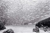 TopRq.com search results: black and white underwater animals photography