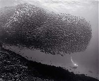 Fauna & Flora: black and white underwater animals photography