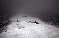 TopRq.com search results: black and white underwater animals photography