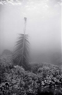 Fauna & Flora: black and white underwater animals photography