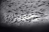 TopRq.com search results: black and white underwater animals photography