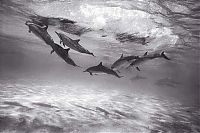 TopRq.com search results: black and white underwater animals photography