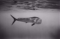 Fauna & Flora: black and white underwater animals photography