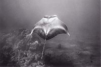 TopRq.com search results: black and white underwater animals photography