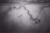 TopRq.com search results: black and white underwater animals photography