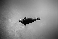Fauna & Flora: black and white underwater animals photography