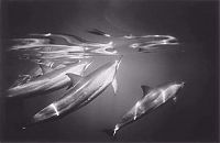 TopRq.com search results: black and white underwater animals photography