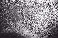 Fauna & Flora: black and white underwater animals photography