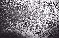 TopRq.com search results: black and white underwater animals photography