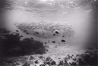 TopRq.com search results: black and white underwater animals photography