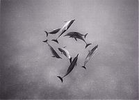 TopRq.com search results: black and white underwater animals photography