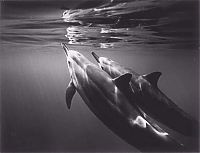 TopRq.com search results: black and white underwater animals photography